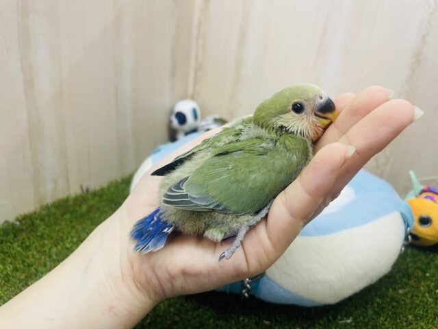 コザクラインコ（小桜インコ）