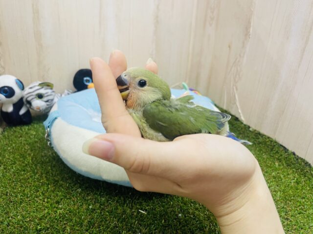 コザクラインコ（小桜インコ）