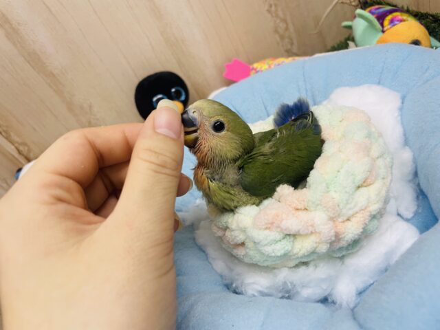 コザクラインコ（小桜インコ）