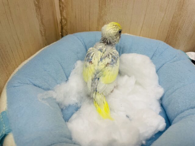 セキセイインコ