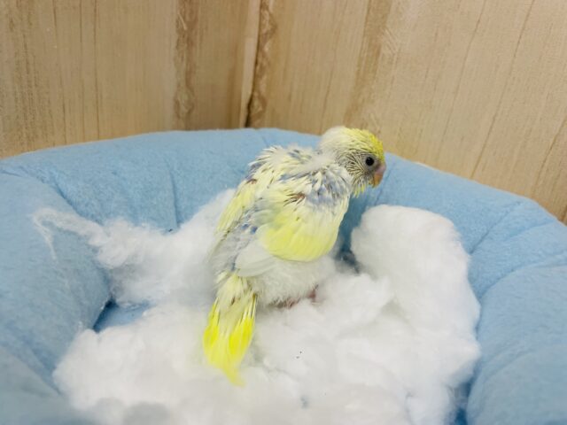 セキセイインコ