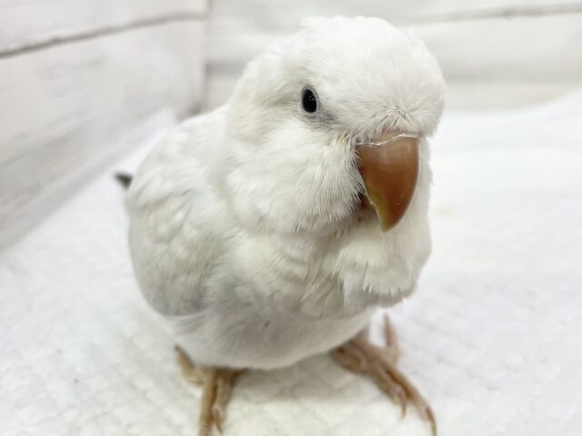 オキナインコ