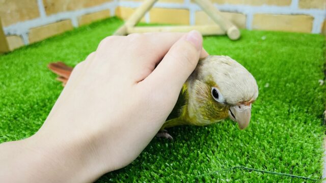 ホオミドリウロコインコ