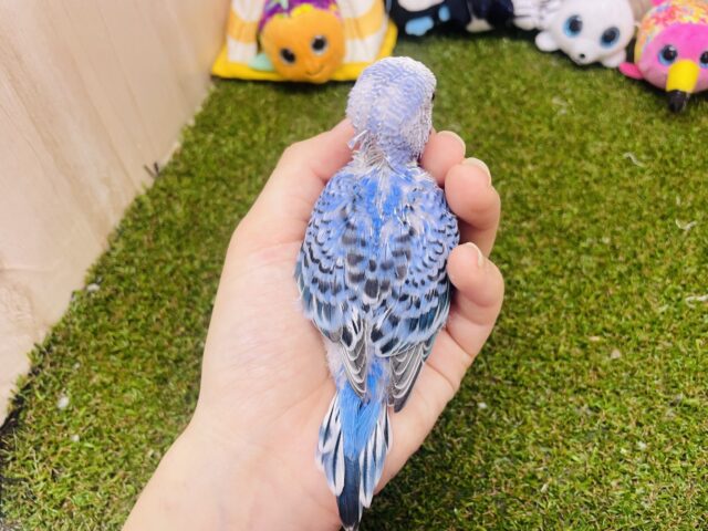 セキセイインコ