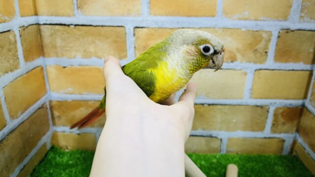 ホオミドリウロコインコ