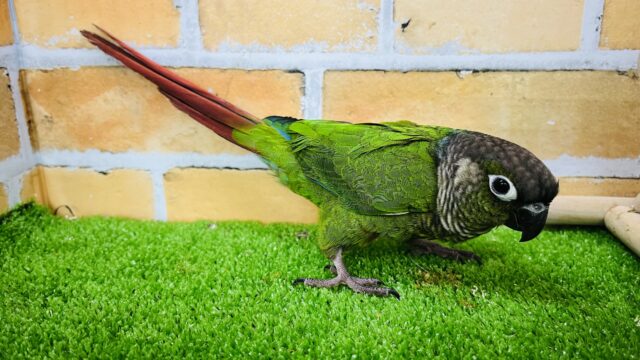 ホオミドリウロコインコ