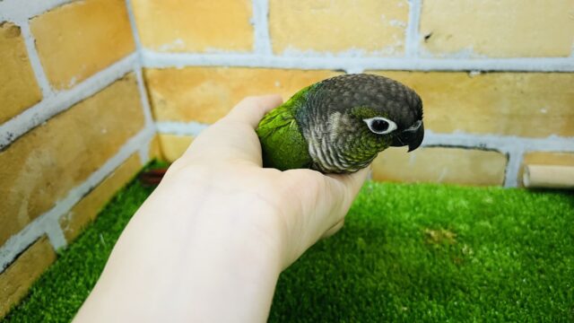 ホオミドリウロコインコ