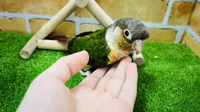 ホオミドリウロコインコ