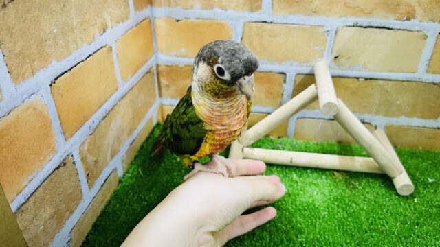 ホオミドリウロコインコ