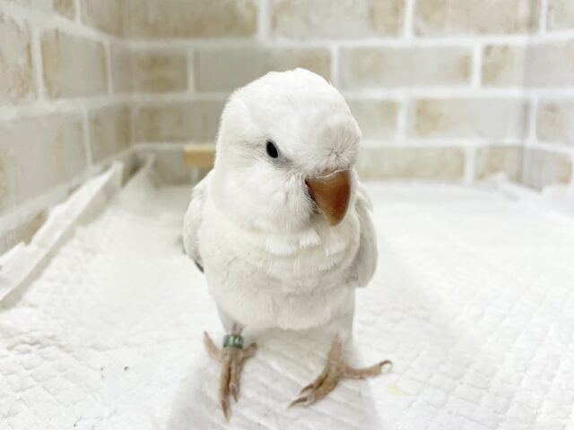 オキナインコ