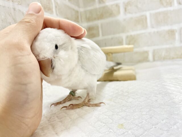 オキナインコ