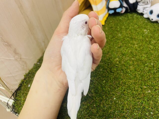 セキセイインコ