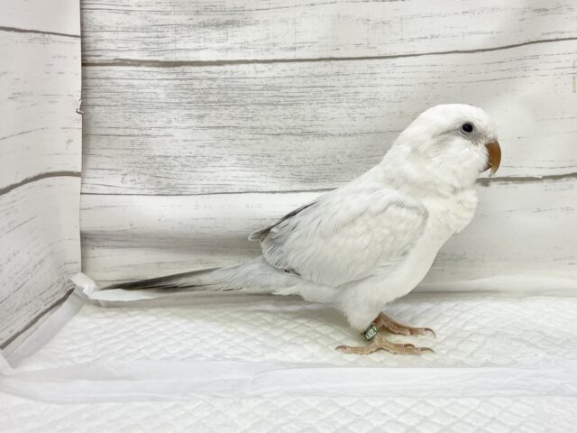 オキナインコ