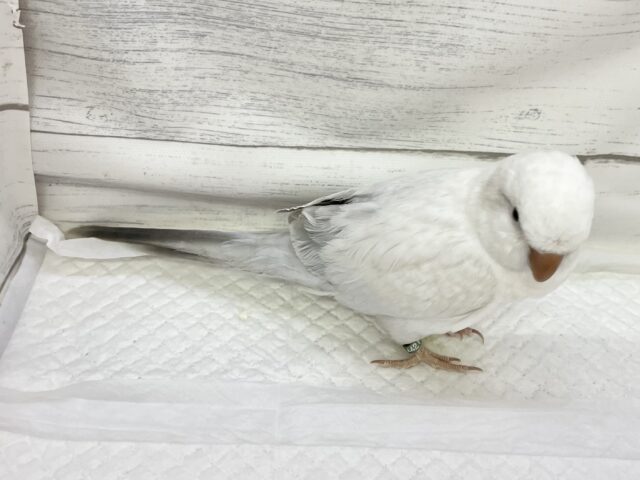 オキナインコ