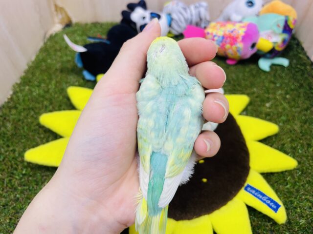 セキセイインコ