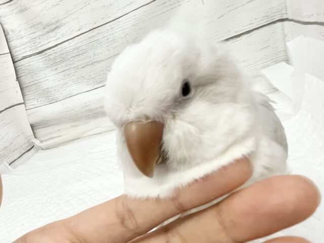 オキナインコ