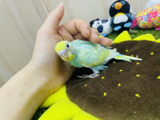 セキセイインコ