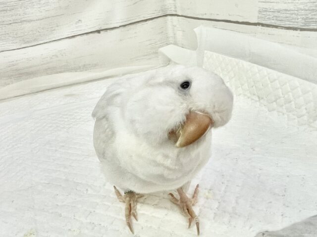 オキナインコ