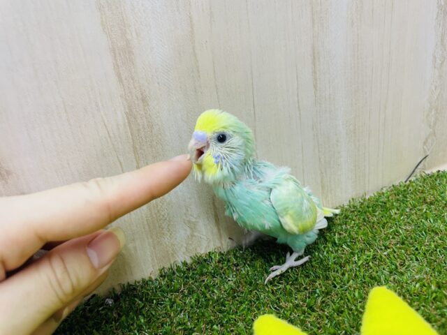 セキセイインコ