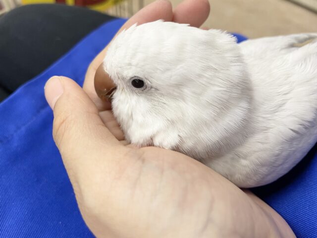 オキナインコ