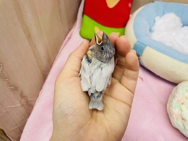 シルバー文鳥