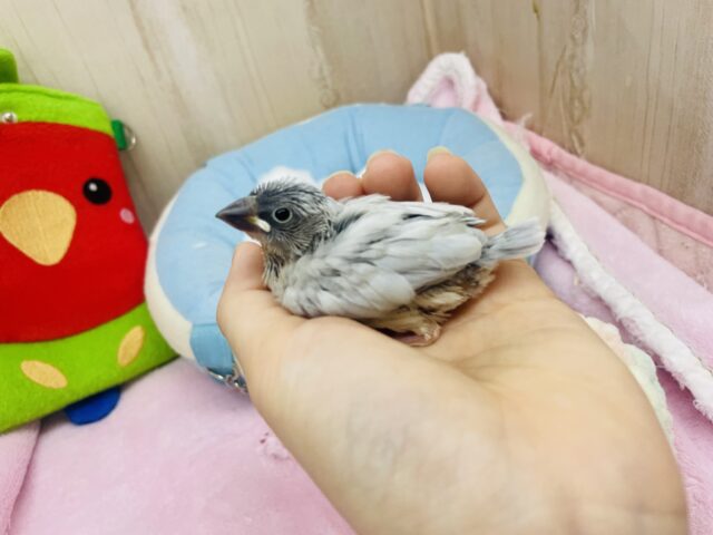 シルバー文鳥