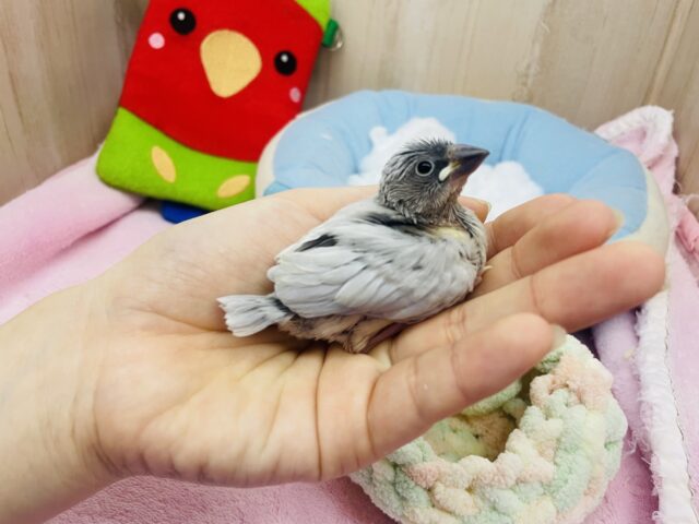 シルバー文鳥