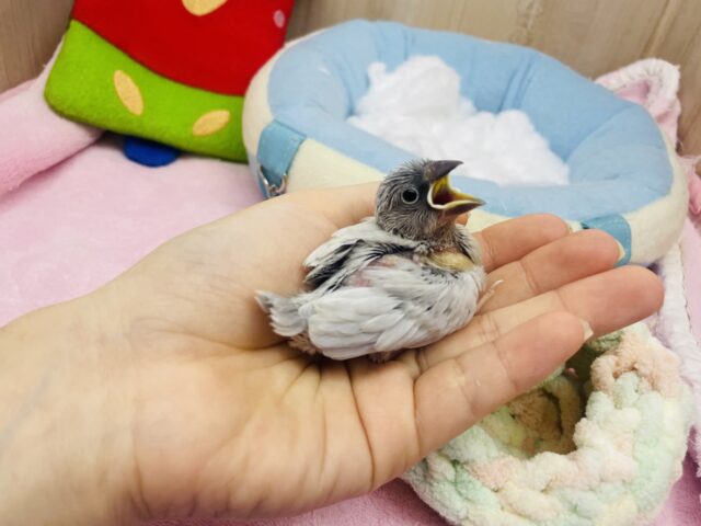 シルバー文鳥