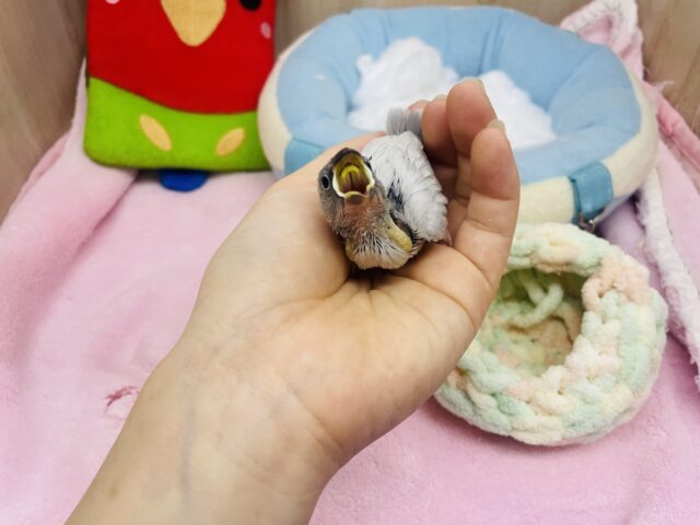 シルバー文鳥