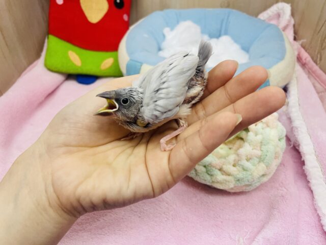 シルバー文鳥