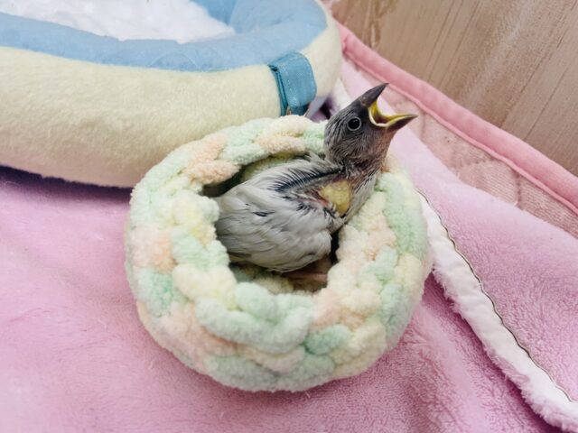 シルバー文鳥