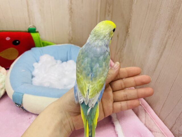 セキセイインコ