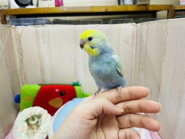 セキセイインコ