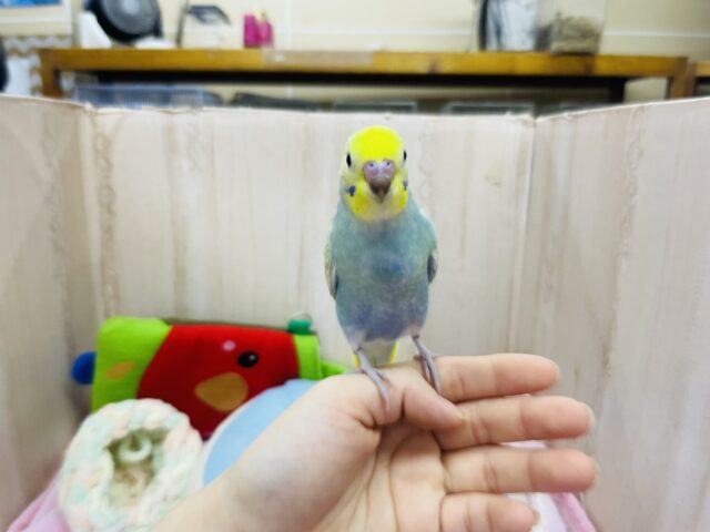 セキセイインコ