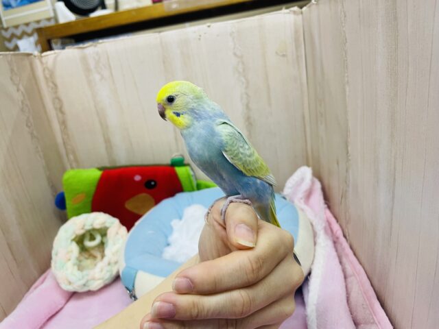 セキセイインコ