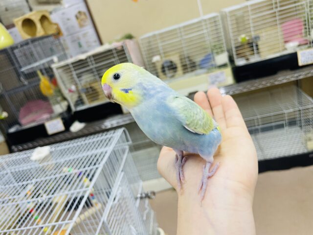 セキセイインコ