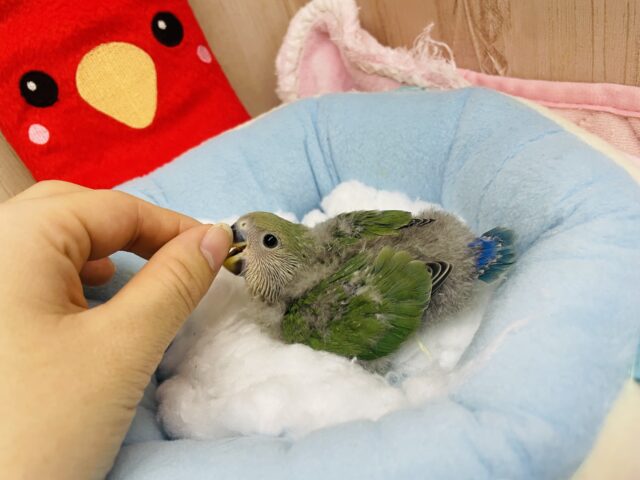 コザクラインコ（小桜インコ）