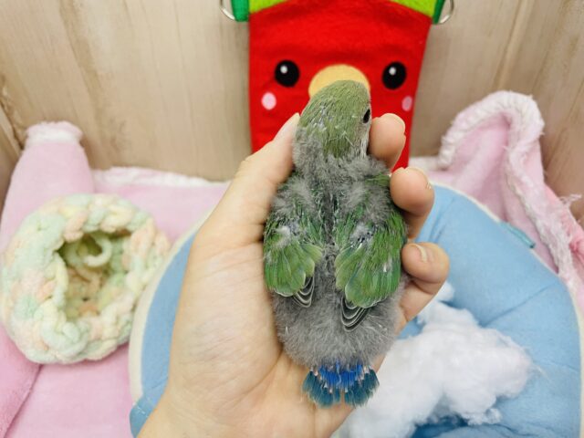 コザクラインコ（小桜インコ）