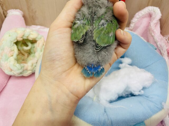 コザクラインコ（小桜インコ）