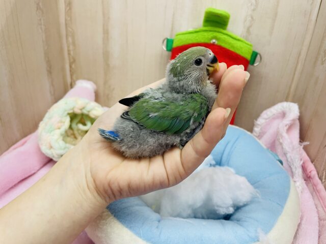 コザクラインコ（小桜インコ）