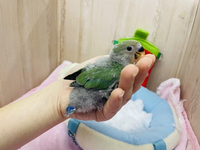 コザクラインコ（小桜インコ）