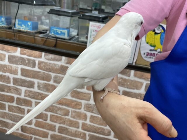 オキナインコ