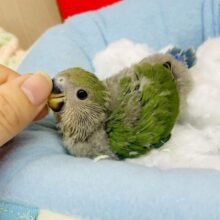 青々しいかい？🍏🍏🍏葉っぱみ感じるコザたん🌱　コザクラインコ　シーグリーン（ブルーチェリー）