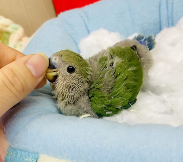 青々しいかい？🍏🍏🍏葉っぱみ感じるコザたん🌱　コザクラインコ　シーグリーン（ブルーチェリー）