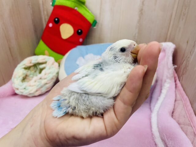 コザクラインコ（小桜インコ）