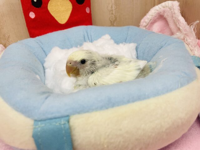 コザクラインコ（小桜インコ）