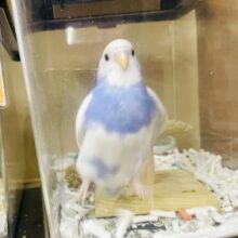 なれてるよ～！❤アピール最大値🫶🫶🫶💓私だけを見てねっ⭐️ セキセイインコ　スパングルパイド　