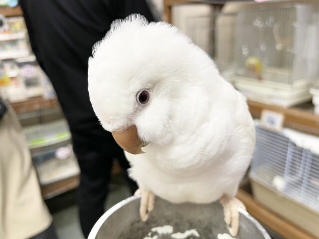 オキナインコ