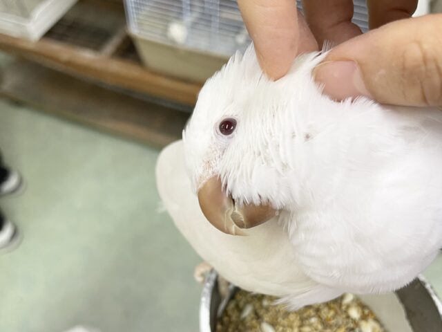 オキナインコ