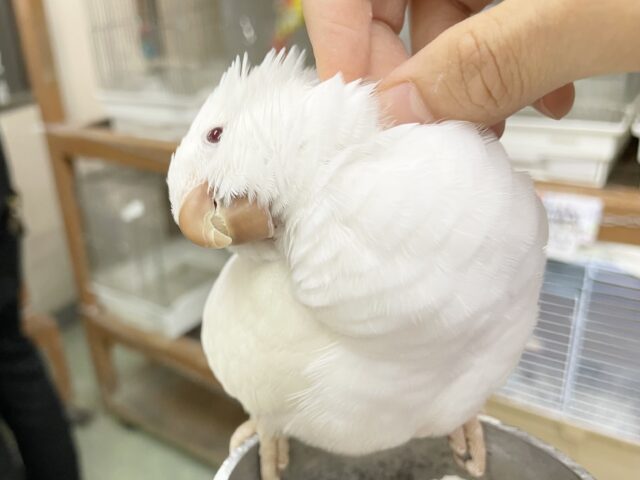 オキナインコ